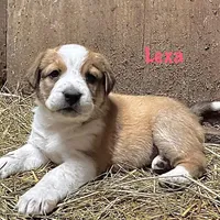 Lexa, a female Australian Shepherd for sale in Higbee, MO – Photo 3 of 3