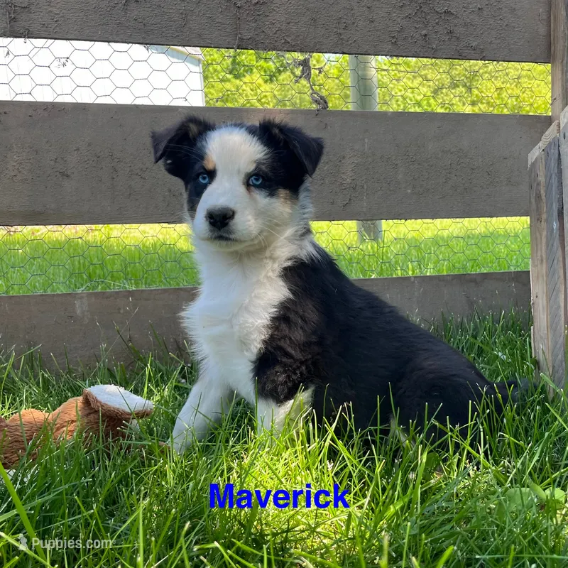 Maverick – Australian Shepherd puppy for sale in Higbee, MO