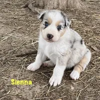 Sienna, a female Australian Shepherd for sale in Higbee, MO – Photo 3 of 6