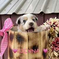 Sienna, a female Australian Shepherd for sale in Higbee, MO – Photo 2 of 6