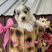 Sienna, a female Australian Shepherd for sale in Higbee, MO – Photo 1 of 6