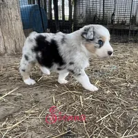 Sienna, a female Australian Shepherd for sale in Higbee, MO – Photo 4 of 6