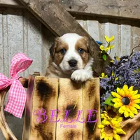 Belle, a female Australian Shepherd for sale in Higbee, MO – Photo 1 of 3