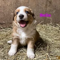 Belle, a female Australian Shepherd for sale in Higbee, MO – Photo 2 of 3