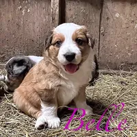 Belle, a female Australian Shepherd for sale in Higbee, MO – Photo 3 of 3