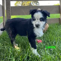 Lariat, a male Australian Shepherd for sale in Higbee, MO – 4 of 10
