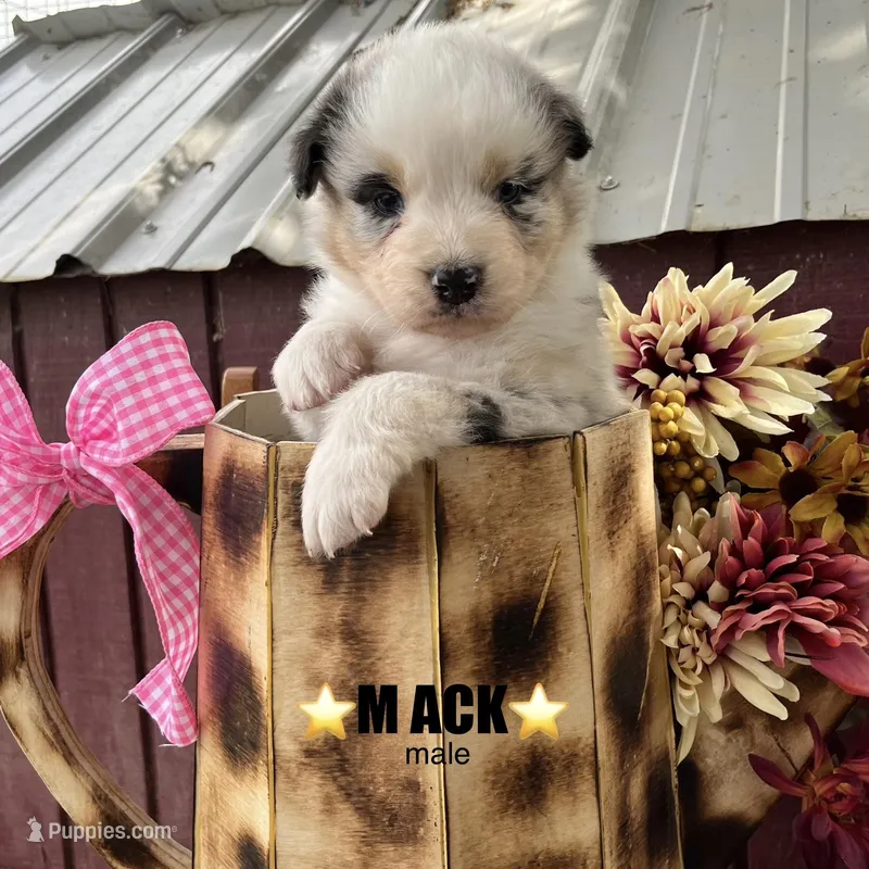 Mack – Australian Shepherd puppy for sale in Higbee, MO