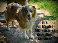 Mack, a male Australian Shepherd for sale in Higbee, MO – Photo 5 of 6