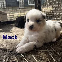 Mack, a male Australian Shepherd for sale in Higbee, MO – Photo 3 of 6