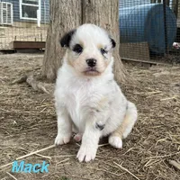 Mack, a male Australian Shepherd for sale in Higbee, MO – Photo 2 of 6