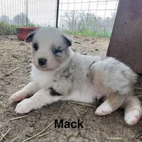 Mack, a male Australian Shepherd for sale in Higbee, MO – Photo 4 of 6
