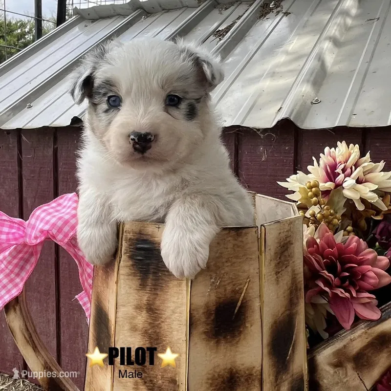 Pilot – Australian Shepherd puppy for sale in Higbee, MO