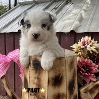Pilot, a male Australian Shepherd for sale in Higbee, MO – Photo 1 of 6