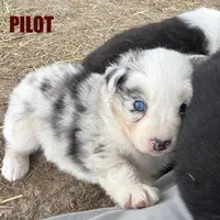 Pilot, a male Australian Shepherd for sale in Higbee, MO – Photo 3 of 6