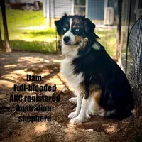 Pilot, a male Australian Shepherd for sale in Higbee, MO – Photo 6 of 6