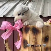 Pilot, a male Australian Shepherd for sale in Higbee, MO – Photo 2 of 6