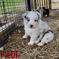 Pilot, a male Australian Shepherd for sale in Higbee, MO – Photo 4 of 6