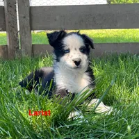 Lariat, a male Australian Shepherd for sale in Higbee, MO – 2 of 10