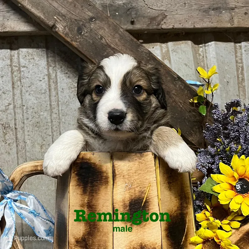 Remington – Australian Shepherd puppy for sale in Higbee, MO