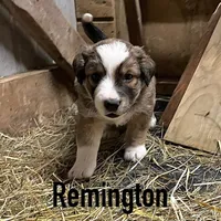 Remington, a male Australian Shepherd for sale in Higbee, MO – Photo 2 of 3