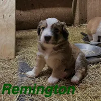Remington, a male Australian Shepherd for sale in Higbee, MO – Photo 3 of 3