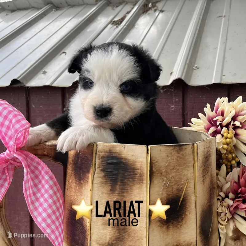 Lariat – Australian Shepherd puppy for sale in Higbee, MO