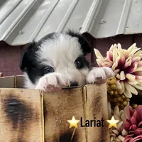 Lariat, a male Australian Shepherd for sale in Higbee, MO – Photo 2 of 6