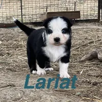 Lariat, a male Australian Shepherd for sale in Higbee, MO – Photo 3 of 6