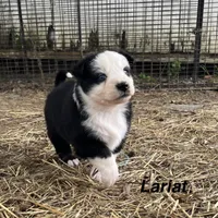 Lariat, a male Australian Shepherd for sale in Higbee, MO – Photo 4 of 6