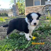 Maverick, a male Australian Shepherd for sale in Higbee, MO – Photo 3 of 6