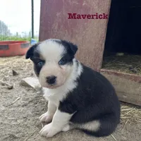 Maverick, a male Australian Shepherd for sale in Higbee, MO – Photo 4 of 6