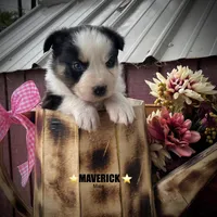 Maverick, a male Australian Shepherd for sale in Higbee, MO – Photo 1 of 6