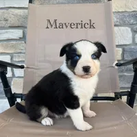 Maverick, a male Australian Shepherd for sale in Higbee, MO – Photo 2 of 6