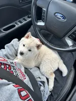 Layla, a female Shiba Inu for sale in Schuylkill Haven, PA – Photo 3 of 5