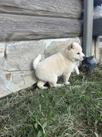 Layla, a female Shiba Inu for sale in Schuylkill Haven, PA – Photo 4 of 5