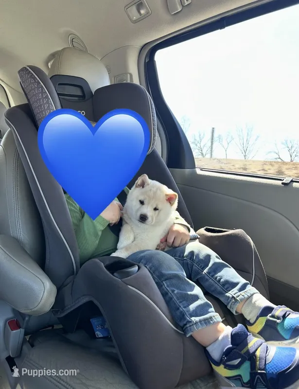 Layla – Shiba Inu puppy for sale in Schuylkill Haven, PA