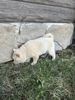 Layla, a female Shiba Inu for sale in Schuylkill Haven, PA – Photo 5 of 5