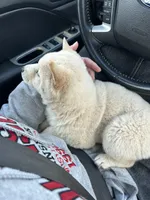 Layla, a female Shiba Inu for sale in Schuylkill Haven, PA – Photo 2 of 5