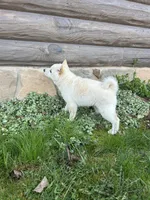 Layla, a female Shiba Inu for sale in Schuylkill Haven, PA – Photo 5 of 9