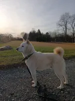 Layla, a female Shiba Inu for sale in Schuylkill Haven, PA – Photo 8 of 9