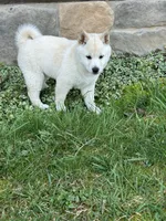 Layla, a female Shiba Inu for sale in Schuylkill Haven, PA – Photo 4 of 9