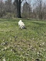 Layla, a female Shiba Inu for sale in Schuylkill Haven, PA – Photo 7 of 9