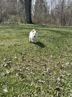 Layla, a female Shiba Inu for sale in Schuylkill Haven, PA – Photo 6 of 9