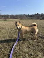 Layla, a female Shiba Inu for sale in Schuylkill Haven, PA – Photo 9 of 9
