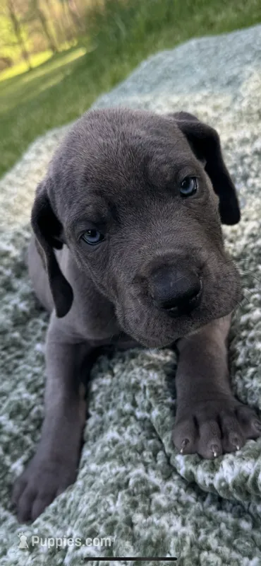 Blue Dane Pup  – Great Dane puppy for sale in Tionesta, PA