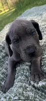 Blue Dane Pup , a female Great Dane for sale in Tionesta, PA – 1 of 1