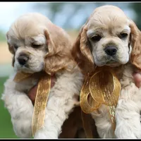 processed/667b5744-0341-4816-a8cd-e384c3fd8c55/facility/2976d27e-c9af-4611-b967-573372f8a3c0