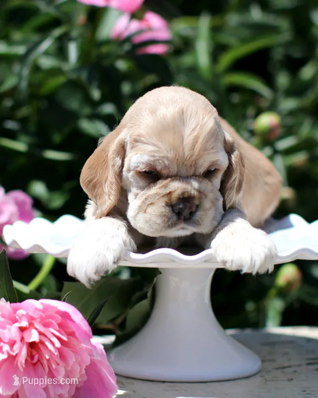 June  – Cocker Spaniel puppy for sale in Altona, IL