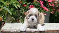 Striker, a male Cocker Spaniel for sale in Altona, IL – 3 of 8