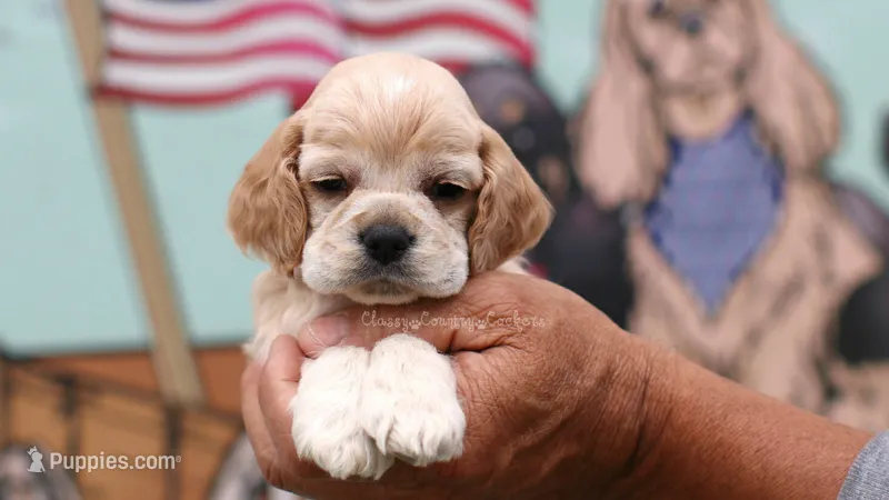 Thunder – Cocker Spaniel puppy for sale in Altona, IL